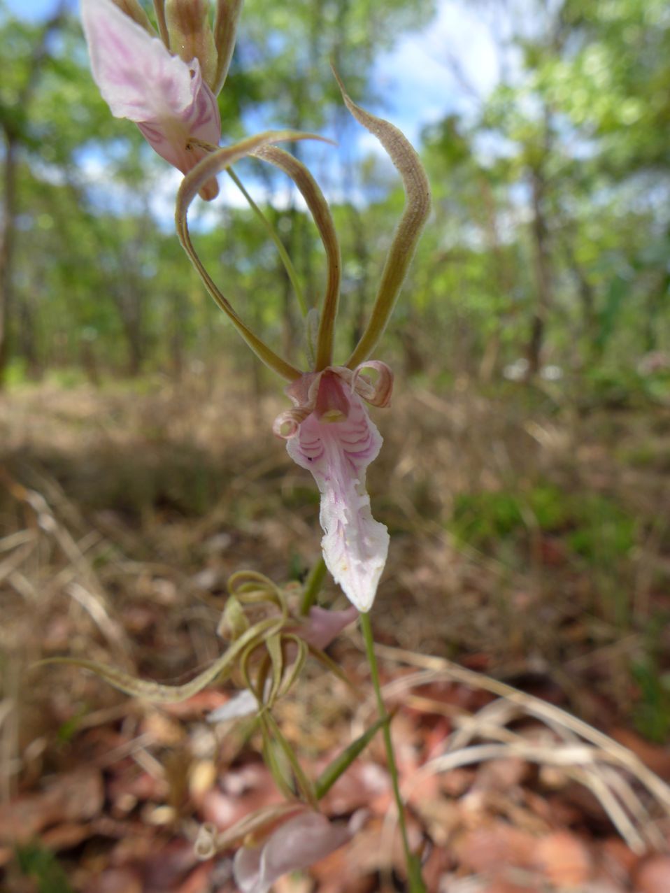 Eulophia venulosa