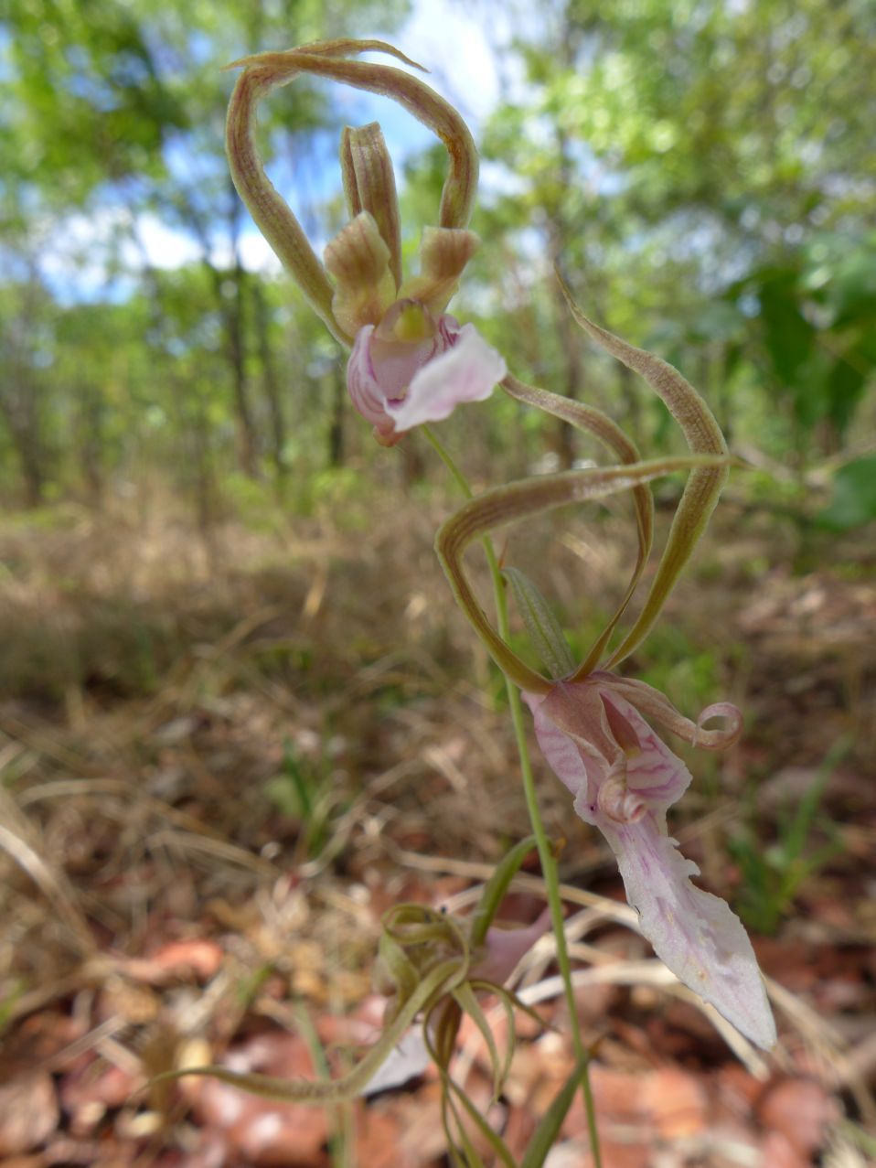 Eulophia venulosa