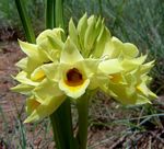 Orthochilus mechowii