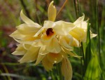 Orthochilus mechowii