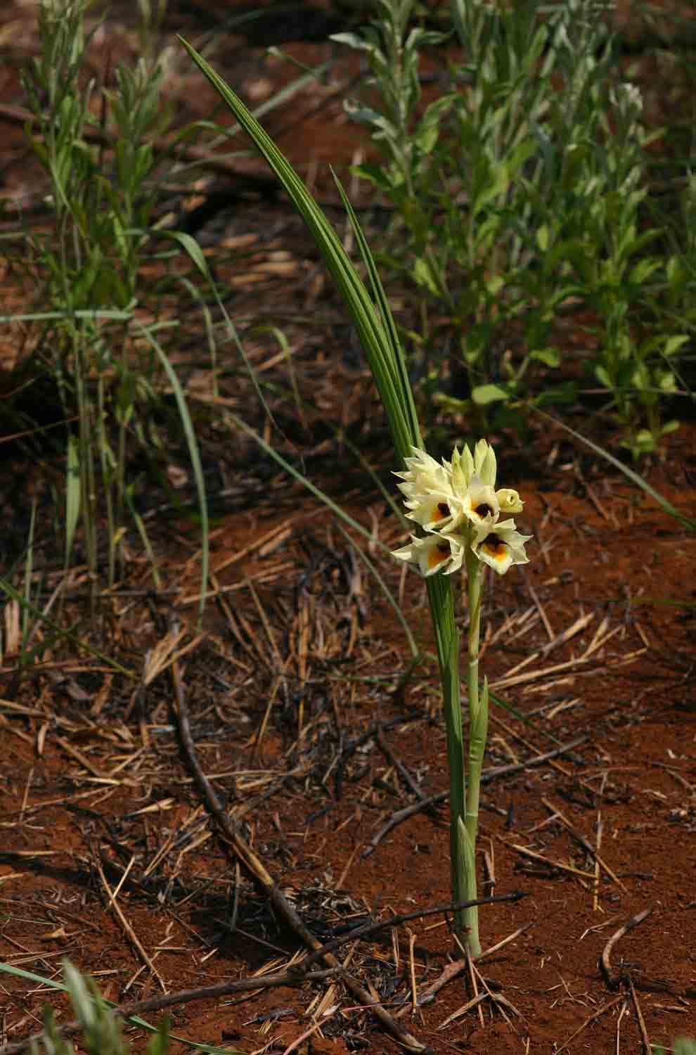 Orthochilus mechowii Orthochilus mechowii