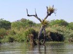 Ansellia africana