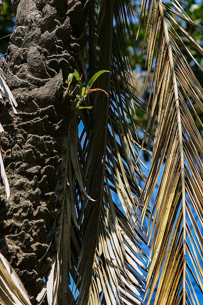 Ansellia africana