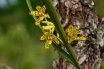 Ansellia africana