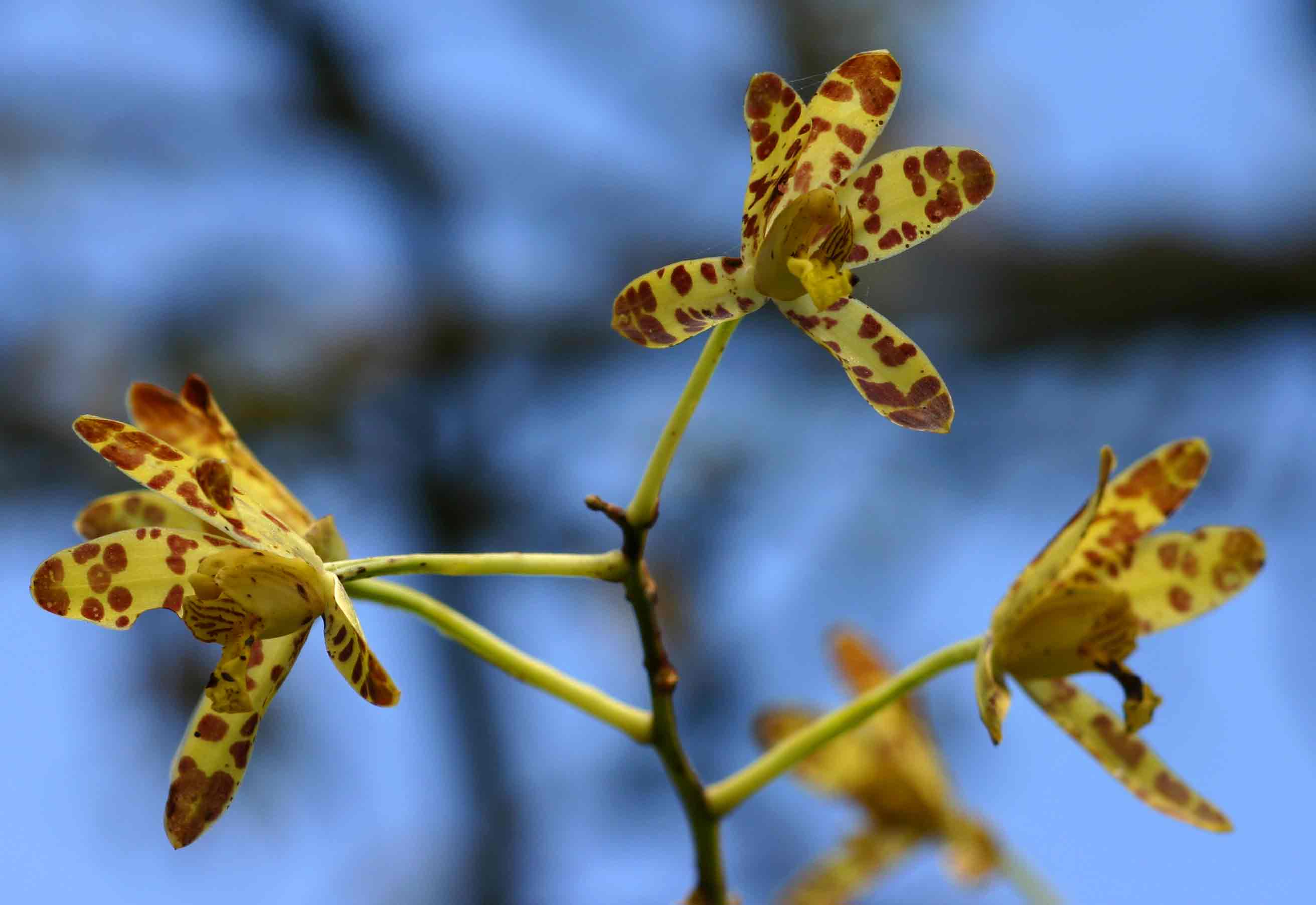 Ansellia africana Ansellia africana