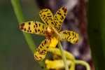 Ansellia africana