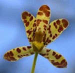 Ansellia africana