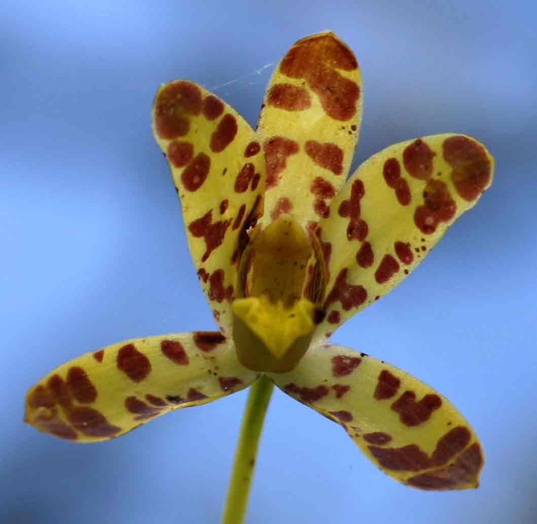 Ansellia africana Ansellia africana