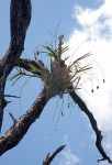 Ansellia africana