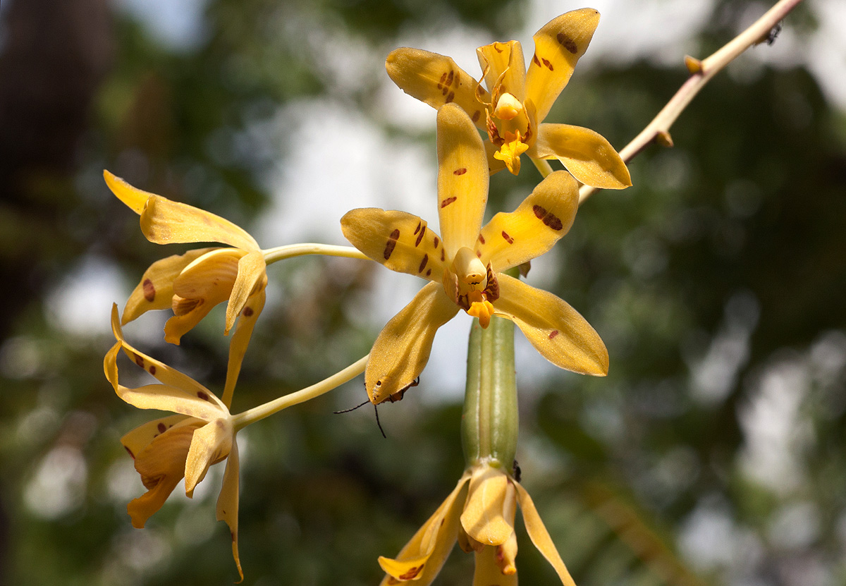Ansellia africana
