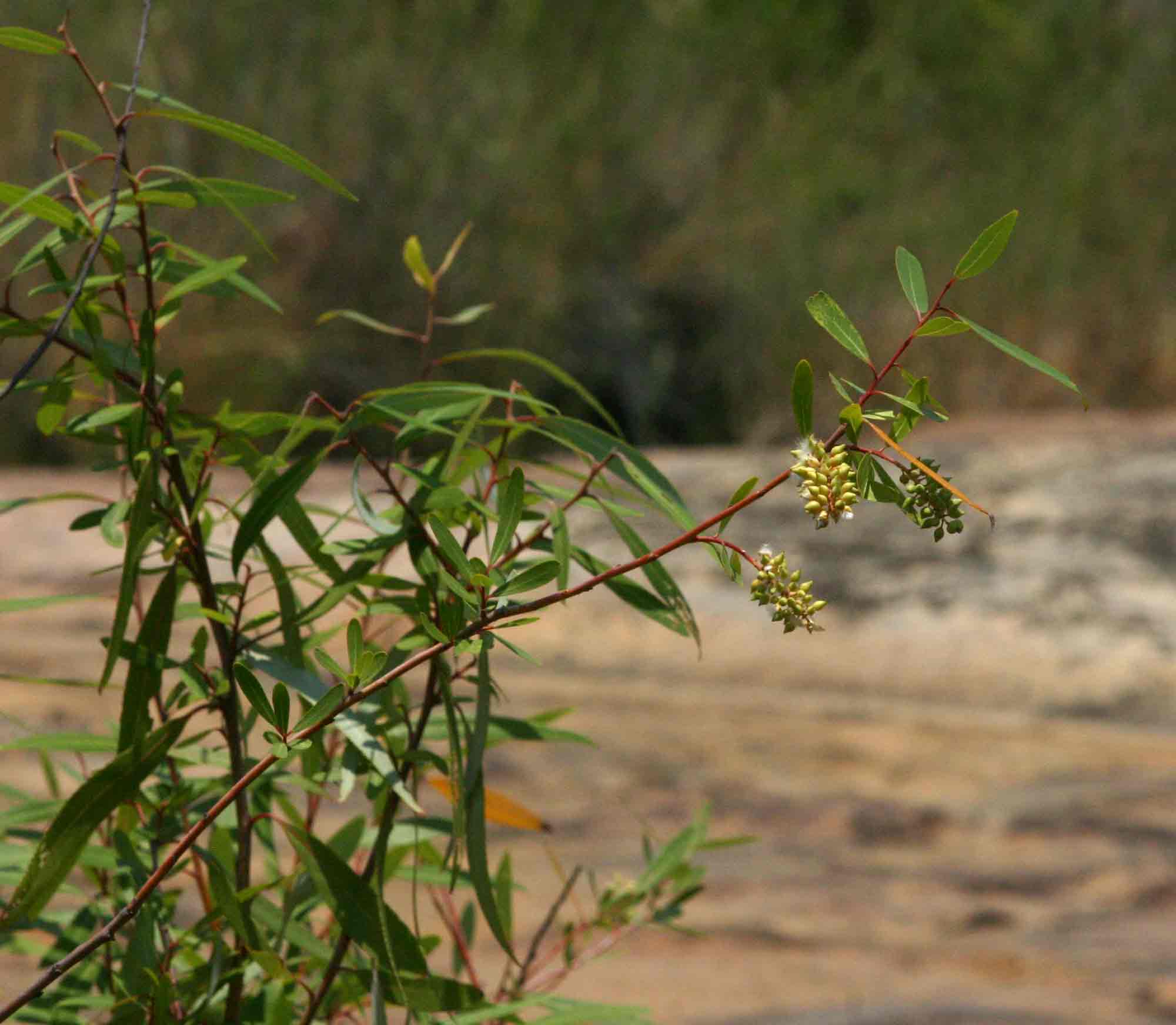 Salix mucronata subsp. subserrata Salix mucronata subsp. subserrata