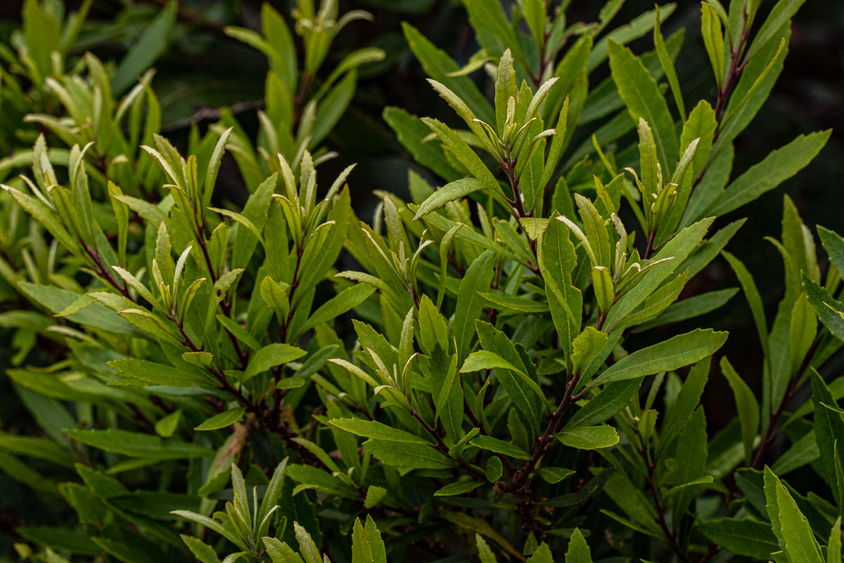 Myrica serrata Myrica serrata