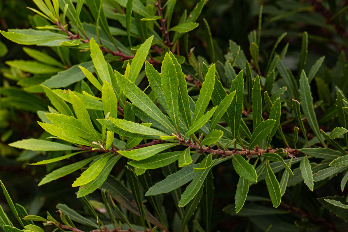 Myrica serrata Myrica serrata
