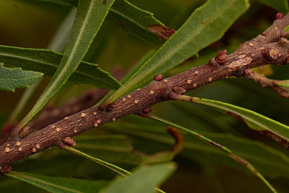 Myrica serrata Myrica serrata