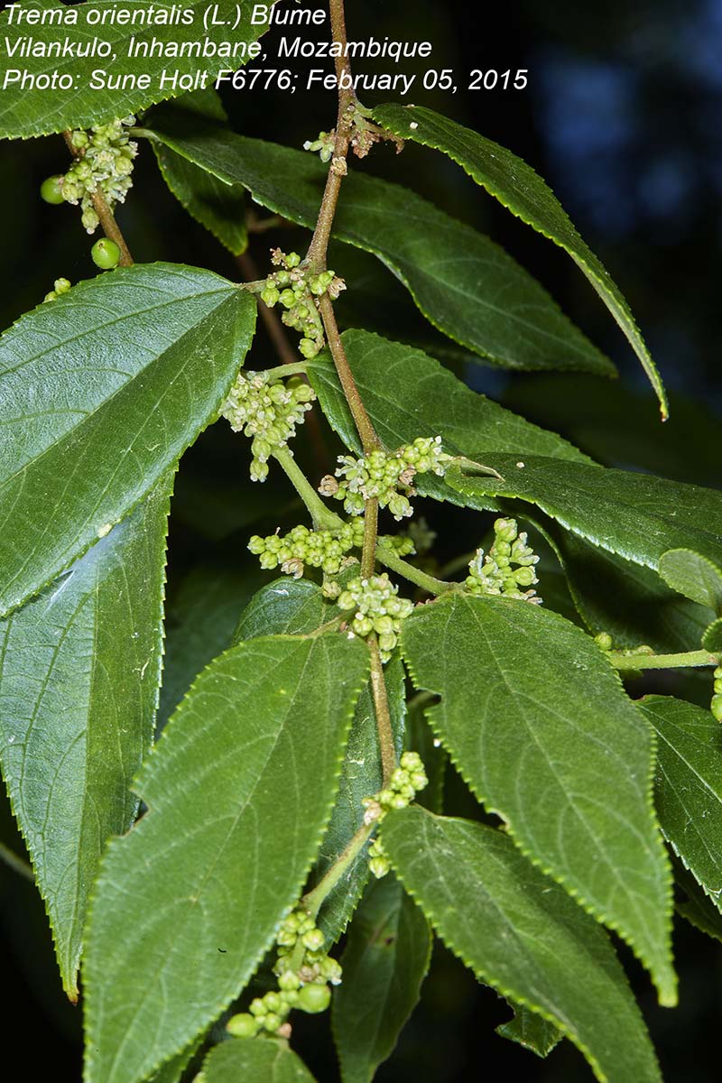 Trema orientale Trema orientale