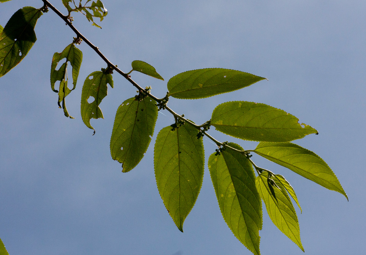 Trema orientale