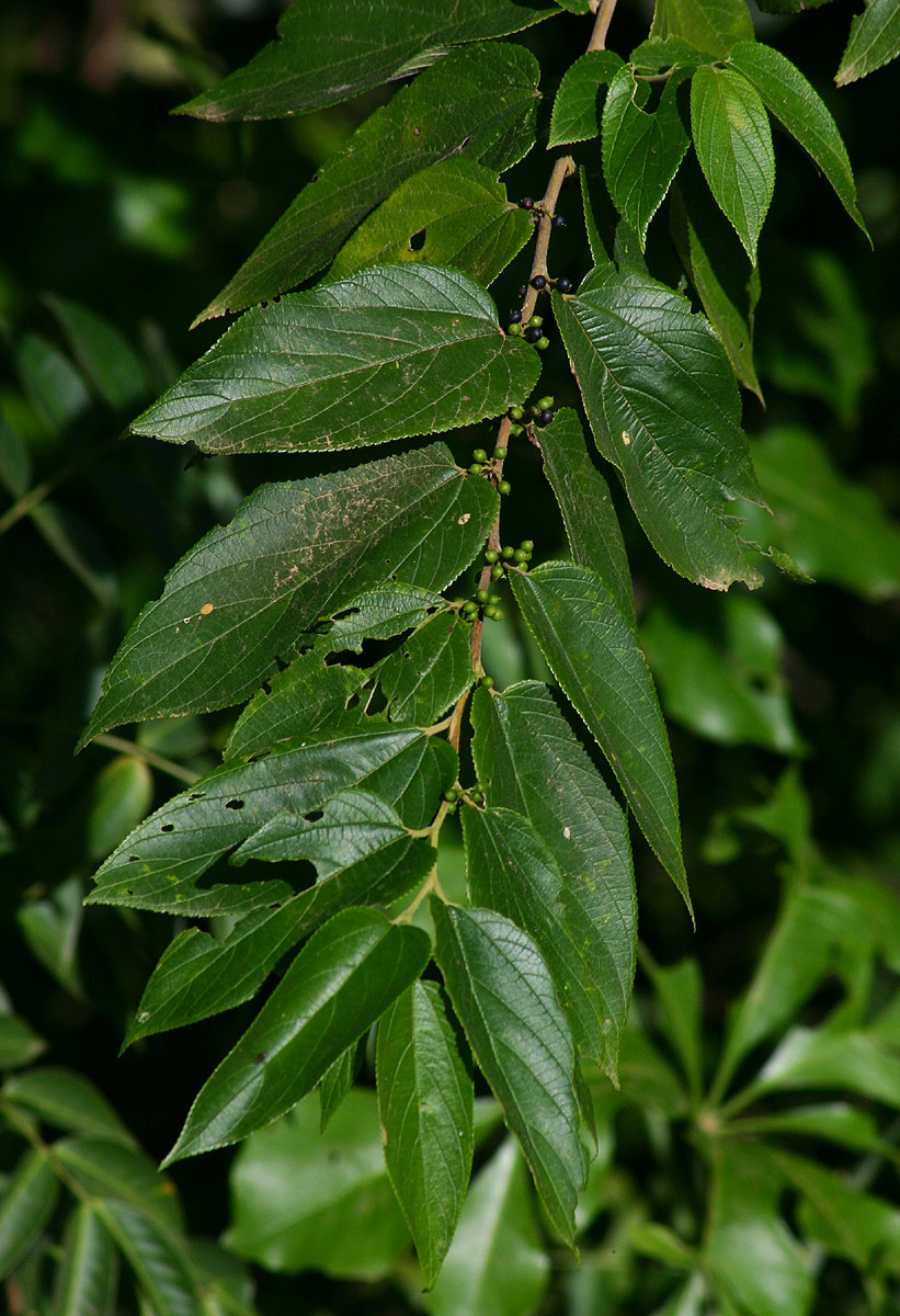 Trema orientale
