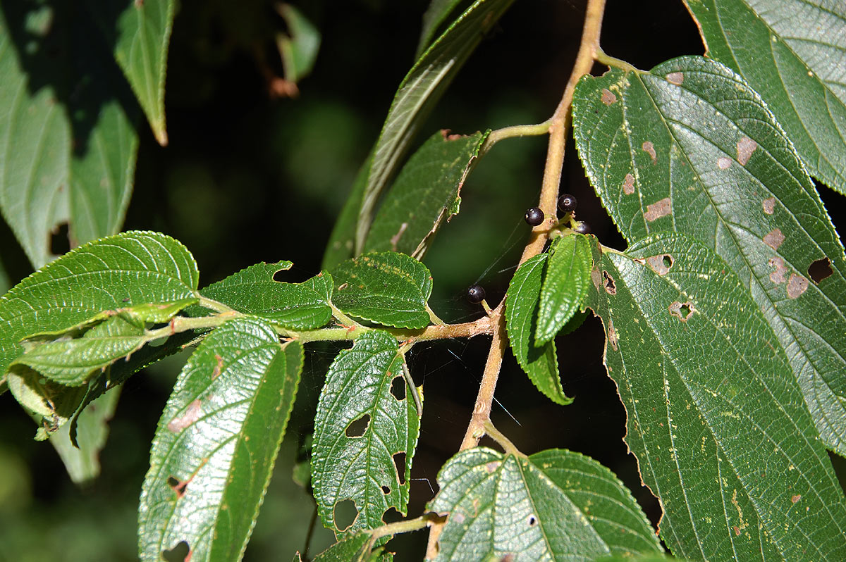 Trema orientale