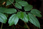 Morus mesozygia