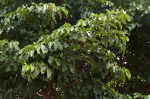 Milicia excelsa