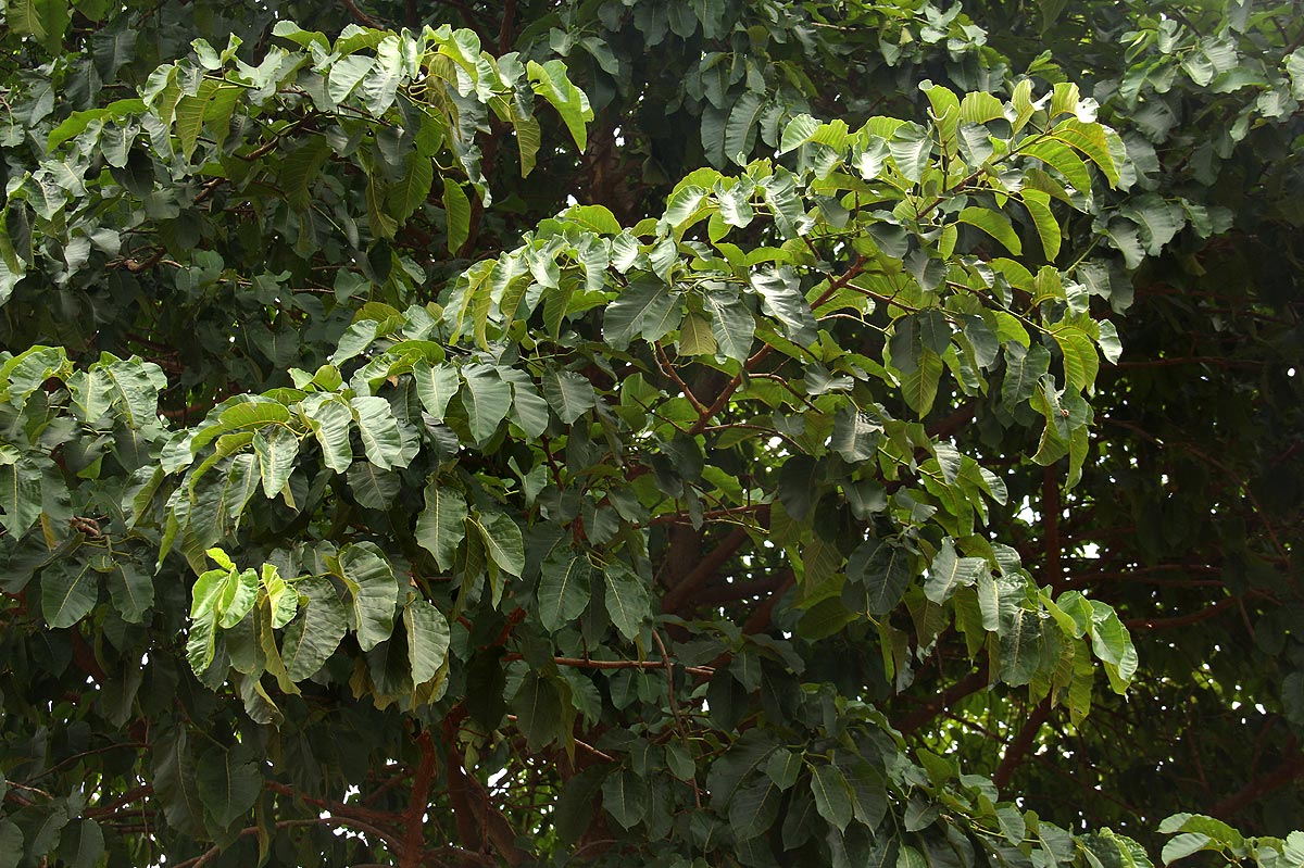 Milicia excelsa Milicia excelsa