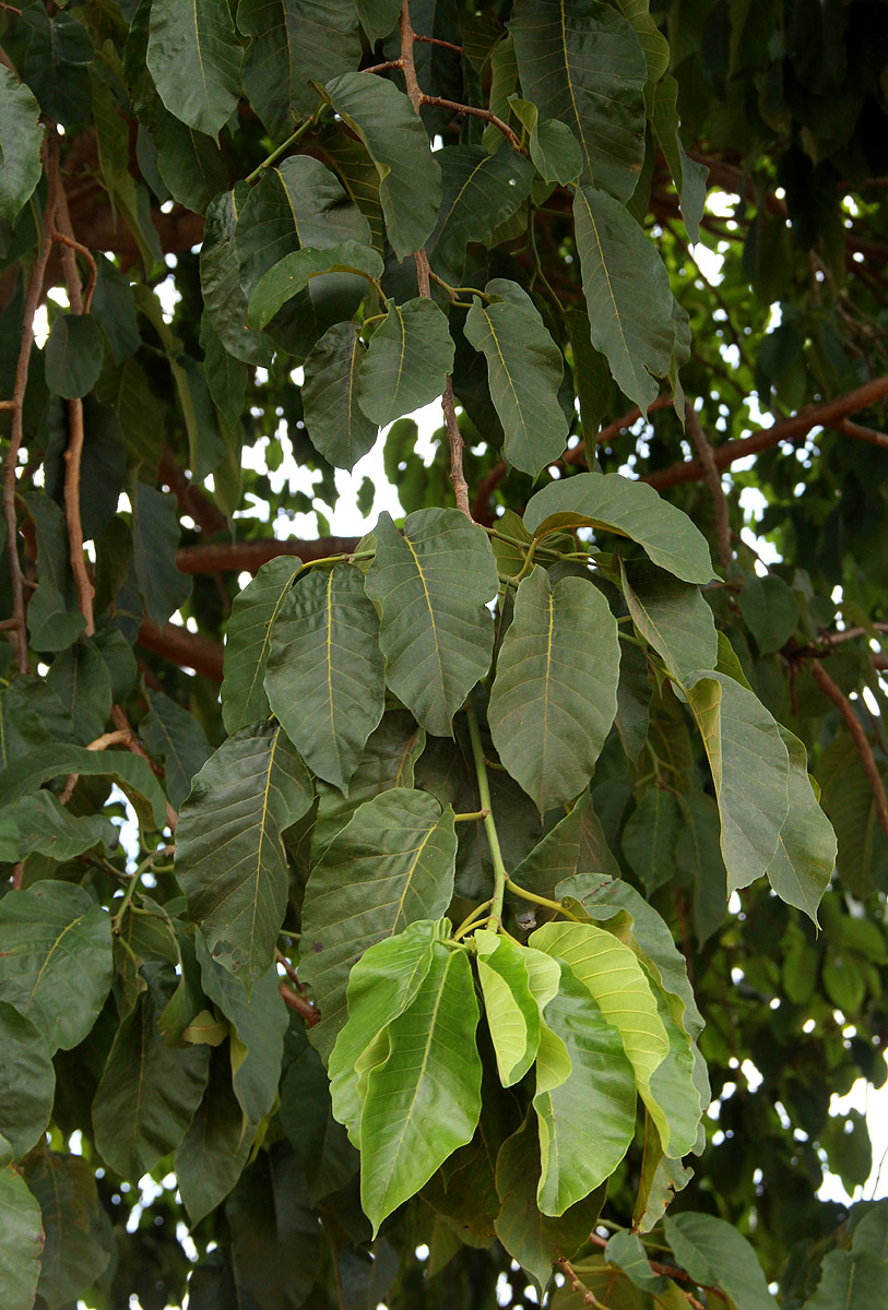Milicia excelsa Milicia excelsa