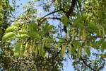 Milicia excelsa
