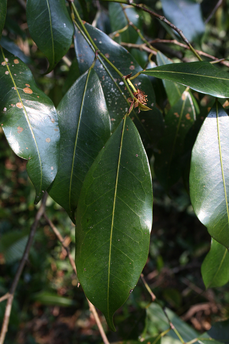 Trilepisium madagascariense