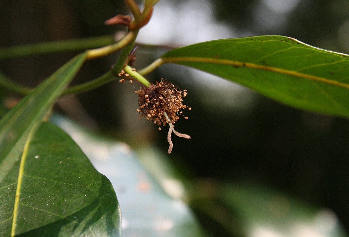 Trilepisium madagascariense Trilepisium madagascariense
