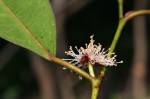 Trilepisium madagascariense