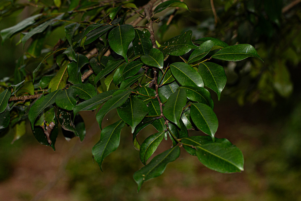Trilepisium madagascariense Trilepisium madagascariense