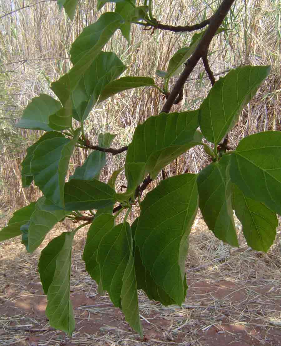 Ficus sur Ficus sur