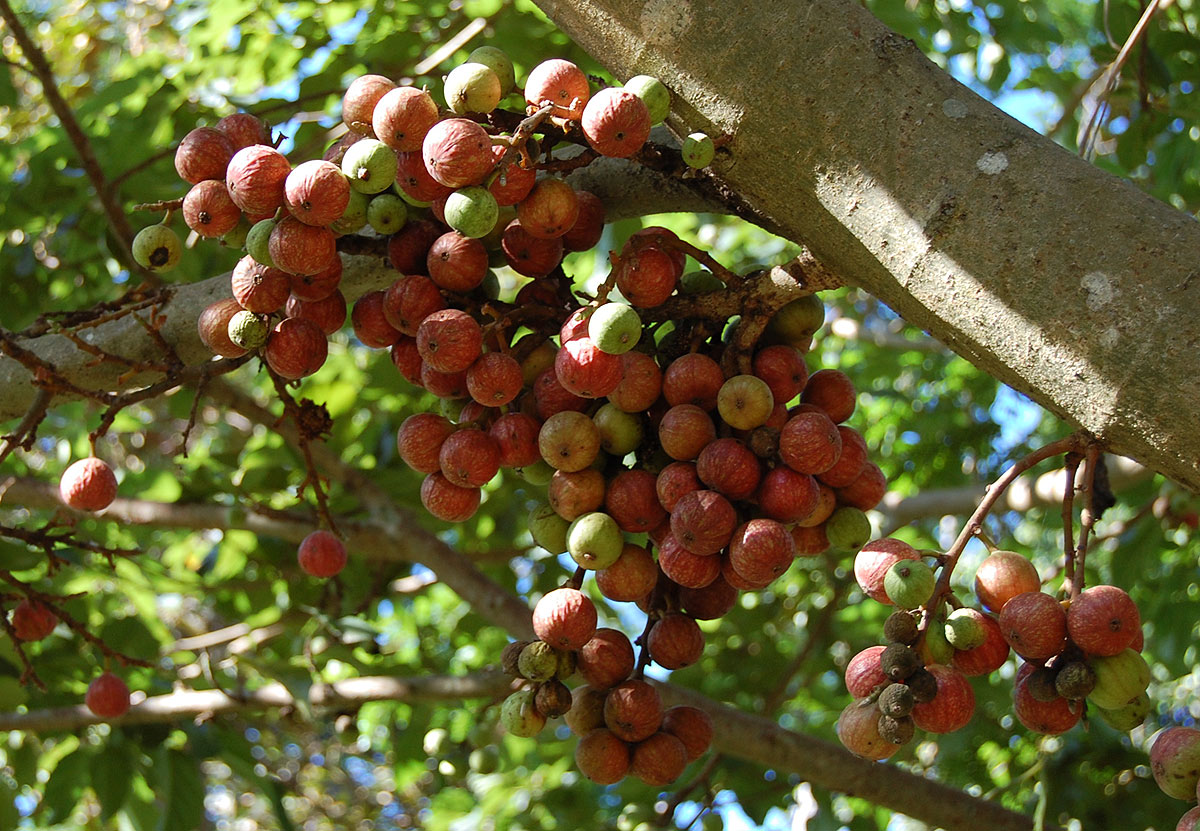 Ficus sur Ficus sur