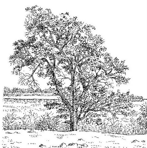 Ficus sur Ficus sur