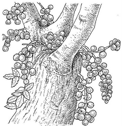 Ficus sur Ficus sur