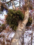 Ficus sur