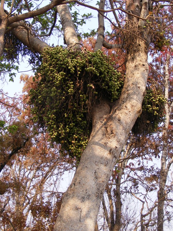 Ficus sur Ficus sur