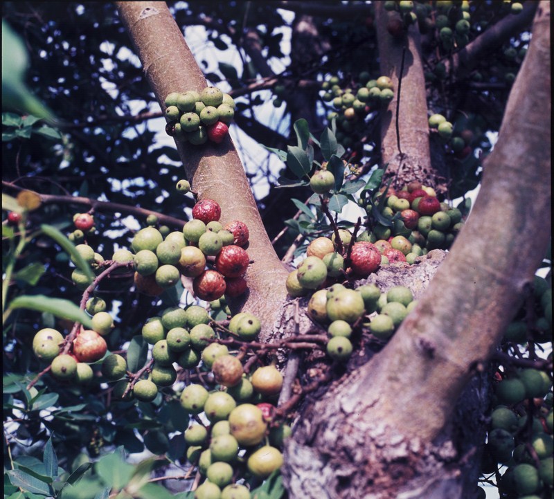 Ficus sur Ficus sur