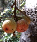 Ficus sur