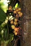 Ficus sur