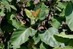 Ficus sur