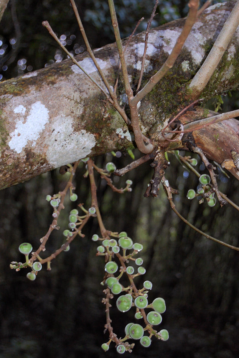 Ficus sur Ficus sur