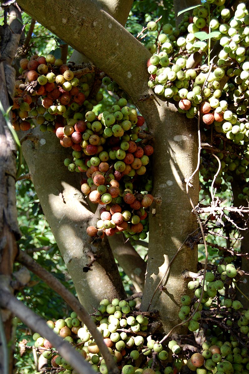 Ficus sur