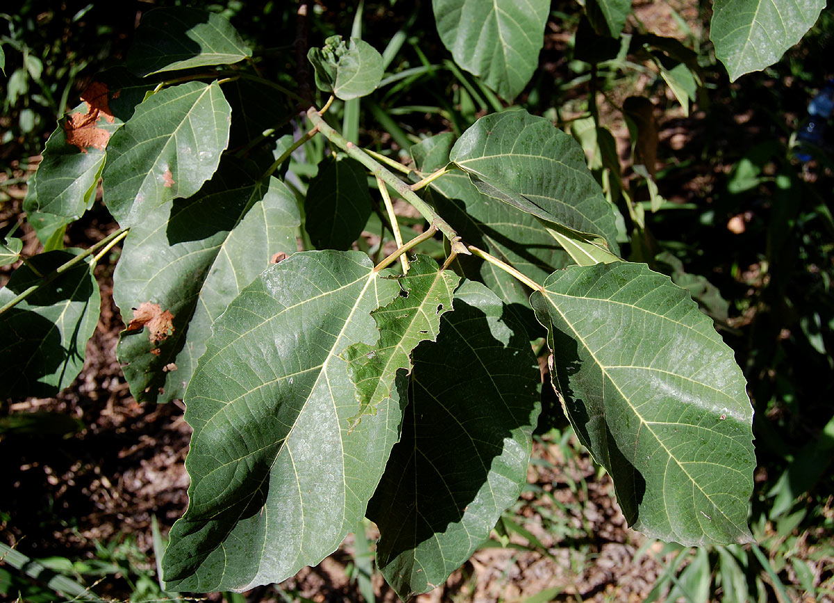 Ficus sur