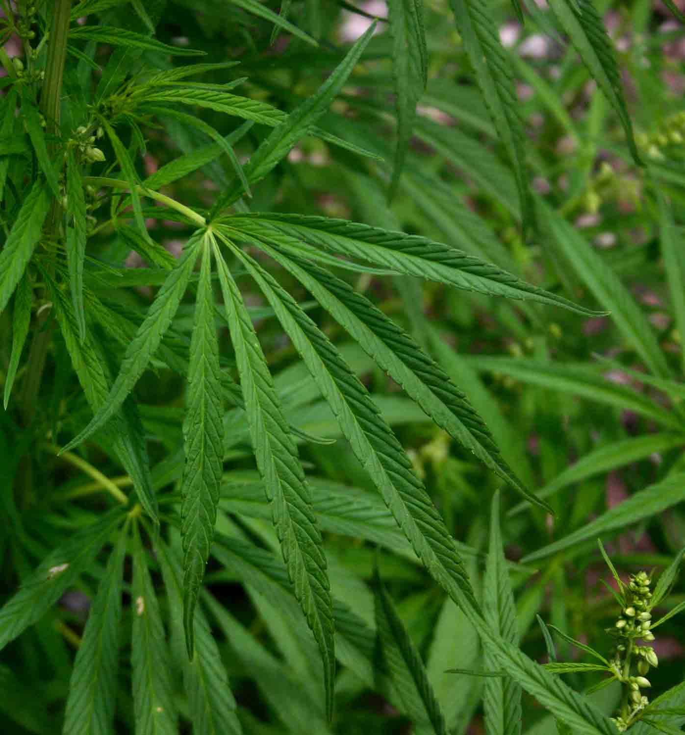 Cannabis sativa Cannabis sativa