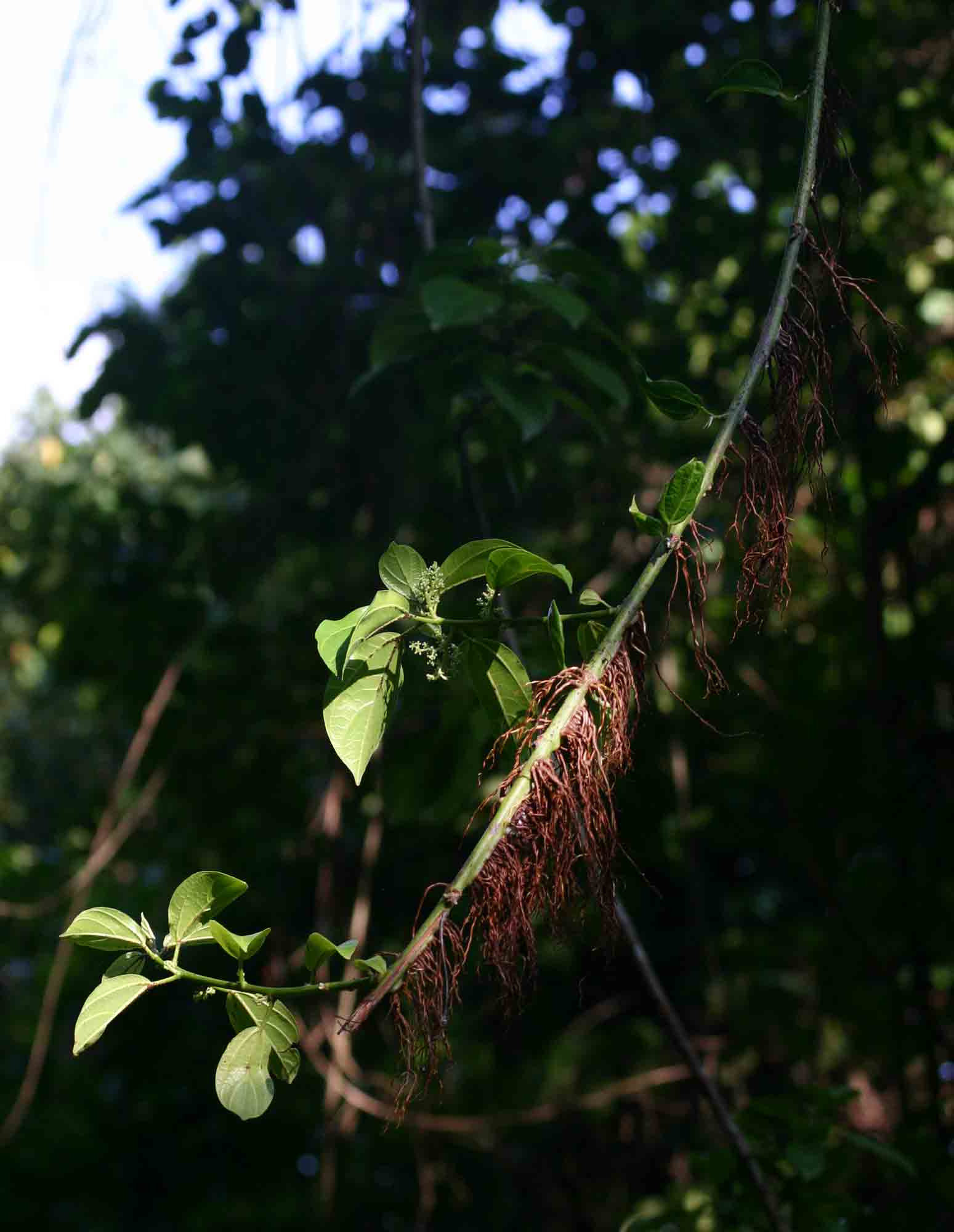 Scepocarpus trinervis Scepocarpus trinervis