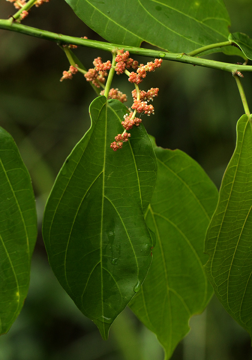 Scepocarpus trinervis Scepocarpus trinervis