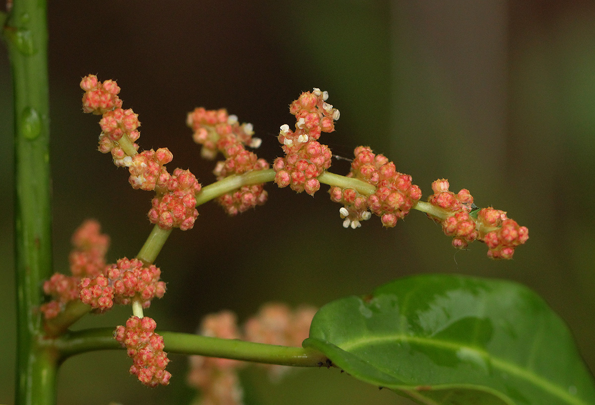 Scepocarpus trinervis Scepocarpus trinervis