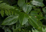 Scepocarpus trinervis
