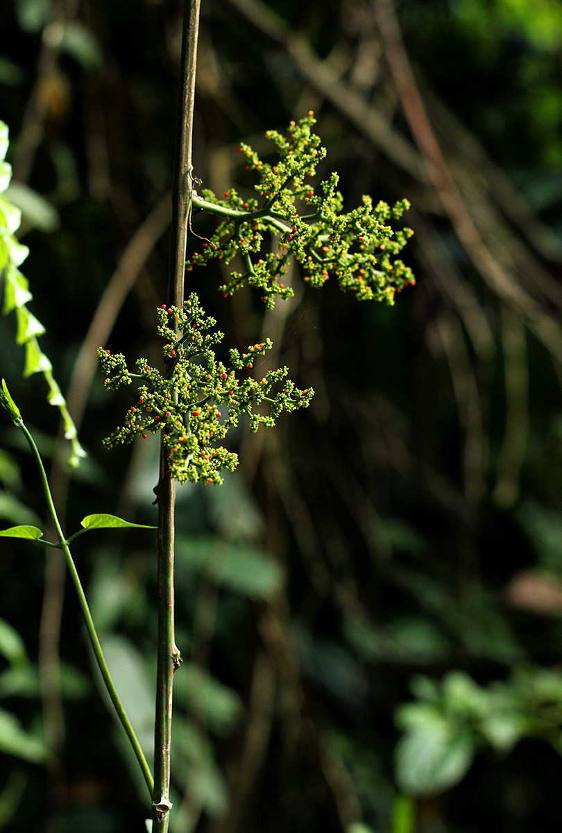 Scepocarpus trinervis Scepocarpus trinervis